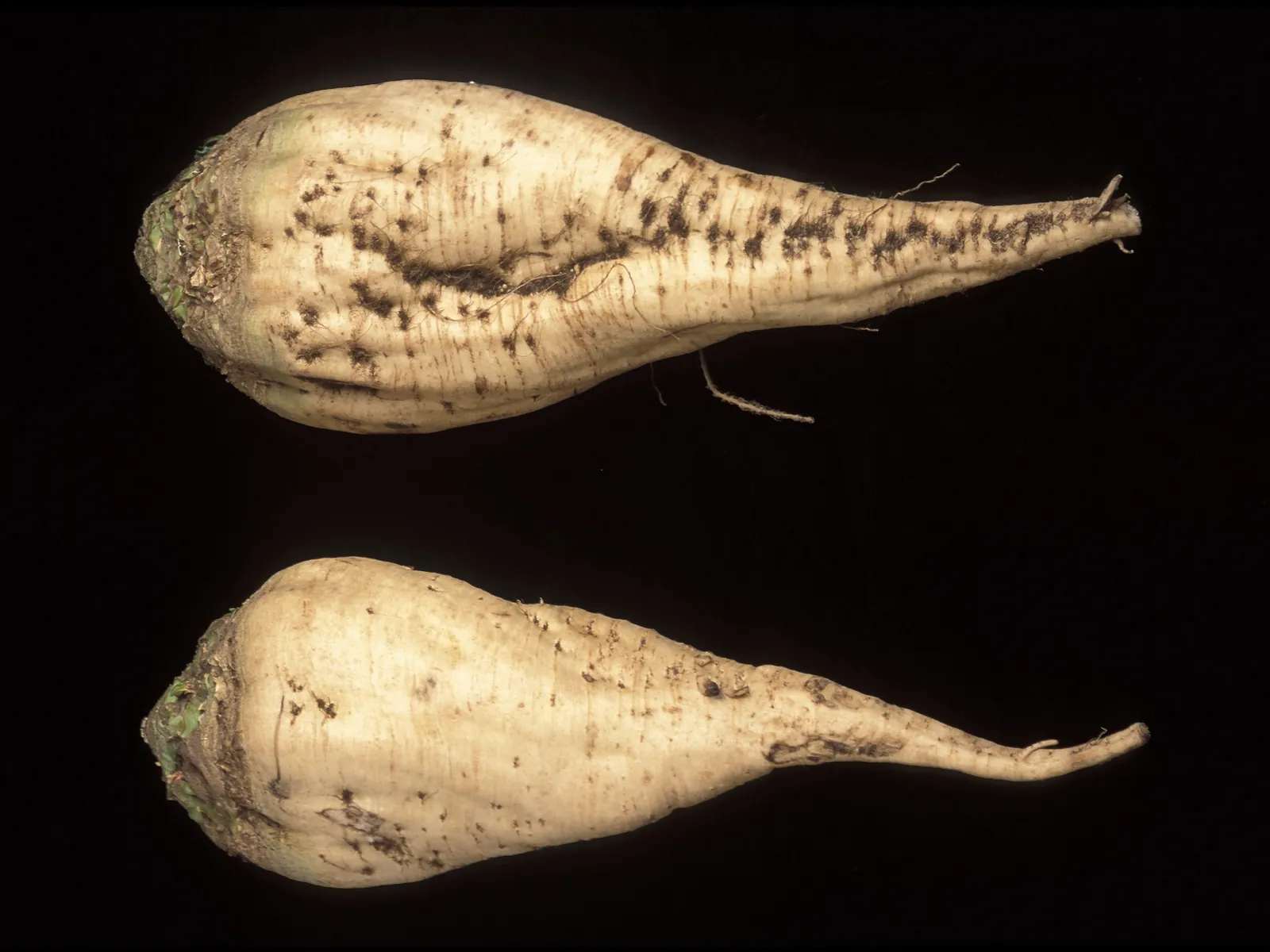 Dos betabeles blancos (remolacha azucarera)