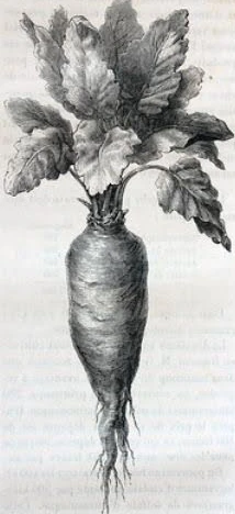 Dos betabeles blancos (remolacha azucarera)